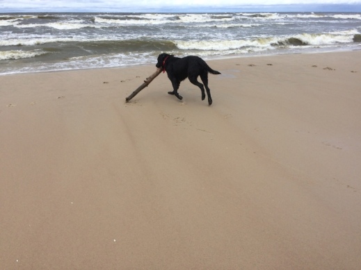 Relaks na plaży dla pupila... i dla właścicieli .